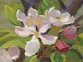 Apple Blossoms