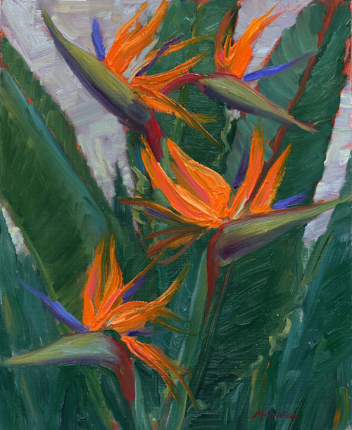 Bird of Paradise