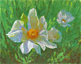 Matilija Poppies