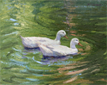 Two White Ducks